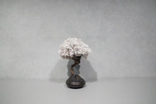 画像をギャラリービューアに読み込む, re盆栽91|TOUFU TOKYO(トウフトウキョウ)