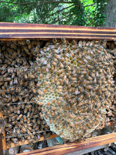 画像をギャラリービューアに読み込む, AUTUMN CREAM HONEY(170g)|LITTLE FARMETTE(リトルファーメット)