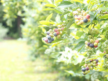 画像をギャラリービューアに読み込む, 果肉ごろごろ!ブルーベリージャム|Blueberry Farm SUZUKI(ブルーベリーファームスズキ)