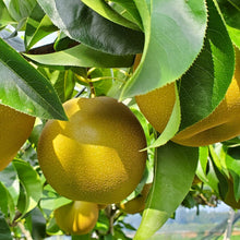 画像をギャラリービューアに読み込む, コンフィチュール「梨っ娘」|Le Café de Pomme(ルカフェドゥポム)