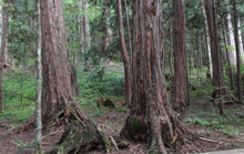 画像をギャラリービューアに読み込む, 森林湯浴 木曽檜の香り 薬用入浴剤【無添加 お肌にやさしい】300g 計量スプーン付き|Healing Essence(ヒーリングエッセンス)