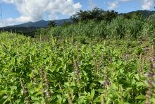 画像をギャラリービューアに読み込む, ホーリーバジル|箱根山麓ハーブTreize13(ハコネサンロクハーブトレーズ)