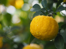 画像をギャラリービューアに読み込む, 柚子と梅のマーマレード|クラフトジャム Chez.BonBon(クラフトジャム シェボンボン)