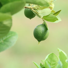 画像をギャラリービューアに読み込む, チアリング ベルガモット フレグランスバスオイル 250mL|BÉLAIR LAB(ベレアラボ)