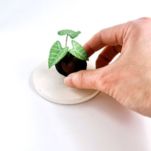 画像をギャラリービューアに読み込む, 炭団オブジェ/南国風リーフをあなたの空間に〜1|櫂の炭(カイノスミ)