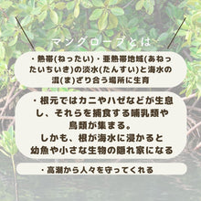 画像をギャラリービューアに読み込む, Happi Earthオーガニックソープナッツ洗濯用洗剤(ボトル付き)|Happi Earth(ハッピーアース)