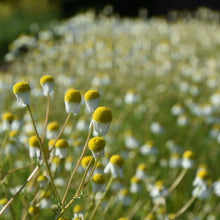 画像をギャラリービューアに読み込む, カモミール|箱根山麓ハーブTreize13(ハコネサンロクハーブトレーズ)