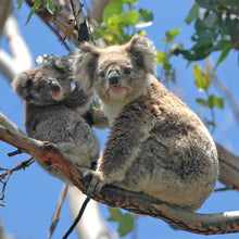 画像をギャラリービューアに読み込む, コアラ|ソックス・靴下|Miita(ミータ)