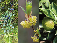 画像をギャラリービューアに読み込む, モーニングシャンプー めざめ|SETOUCHI T&K HERB(セトウチティアンドケーハーブ)