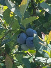 画像をギャラリービューアに読み込む, 千葉の百ドレッシング(ブルーベリー)|バルスタック