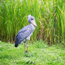 画像をギャラリービューアに読み込む, ハシビロコウ|ソックス・靴下|Miita(ミータ)