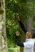 画像をギャラリービューアに読み込む, 森林浴茶 始-はじまり- 缶小|森林浴茶(シンリンヨクチャ)