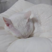 画像をギャラリービューアに読み込む, ねこのための枕|まくらのキタムラ