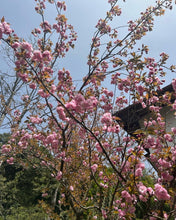 画像をギャラリービューアに読み込む, 森林浴茶 恋-こい- 缶小|森林浴茶(シンリンヨクチャ)