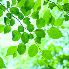 画像をギャラリービューアに読み込む, Nature Pulse フレグランスソルト(バスソルト)|Lumière Couleur(ルミエールクルール)|Lumière Couleur(ルミエールクルール)