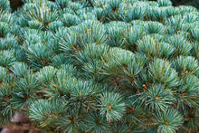 画像をギャラリービューアに読み込む, 森林湯浴 姫小松の香り 薬用入浴剤【無添加 お肌にやさしい】300g 計量スプーン付き|Healing Essence(ヒーリングエッセンス)|Healing Essence(ヒーリングエッセンス)