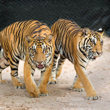 画像をギャラリービューアに読み込む, アムールトラ|ソックス・靴下|Miita(ミータ)