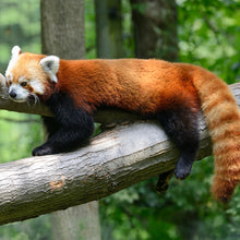 画像をギャラリービューアに読み込む, レッサーパンダ|ソックス・靴下|Miita(ミータ)