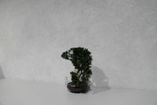 画像をギャラリービューアに読み込む, re盆栽80|TOUFU TOKYO(トウフトウキョウ)