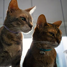 画像をギャラリービューアに読み込む, ルーチェ ベル ラタンボール |necono(ネコノ)