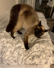 画像をギャラリービューアに読み込む, 大きく見せるネコ・ちまきのブローチ|maltamarie(マルタマリエ)