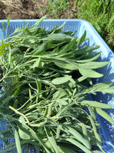 画像をギャラリービューアに読み込む, 華やか|箱根山麓ハーブTreize13(ハコネサンロクハーブトレーズ)