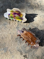 画像をギャラリービューアに読み込む, 貝バンスクリップ|aK(エーケイ)