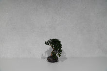 画像をギャラリービューアに読み込む, re盆栽80|TOUFU TOKYO(トウフトウキョウ)