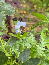 画像をギャラリービューアに読み込む, AUTUMN HONEY(170g)|LITTLE FARMETTE(リトルファーメット)