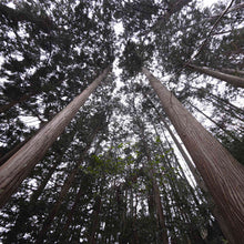 画像をギャラリービューアに読み込む, 469モイスチャーローション(120ml)|469(シルク)