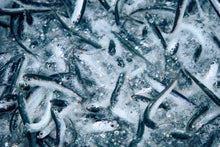 画像をギャラリービューアに読み込む, コラトゥーラ(魚醤) 2年熟成|厨~kuriya(クリヤ)