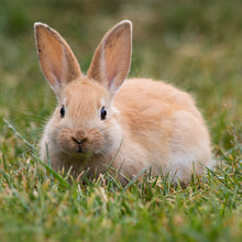 画像をギャラリービューアに読み込む, ネザーランドドワーフ|ソックス・靴下|Miita(ミータ)