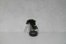 画像をギャラリービューアに読み込む, re盆栽81|TOUFU TOKYO(トウフトウキョウ)