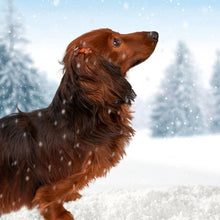 画像をギャラリービューアに読み込む, 【Coucou Suzette】Dachshund Hair Clip|CHUPETERIA(チュペテリア)