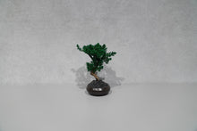 画像をギャラリービューアに読み込む, re盆栽76|TOUFU TOKYO(トウフトウキョウ)