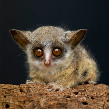 画像をギャラリービューアに読み込む, ショウガラゴ|ソックス・靴下|Miita(ミータ)