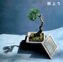 画像をギャラリービューアに読み込む, NEVER ROT with Craft Bonsai 鋳物納豆×クラフト盆栽|UNiTE WHiTE(ユナイトホワイト)