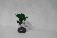 画像をギャラリービューアに読み込む, re盆栽76|TOUFU TOKYO(トウフトウキョウ)