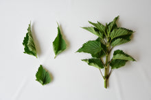 画像をギャラリービューアに読み込む, ネトル|箱根山麓ハーブTreize13(ハコネサンロクハーブトレーズ)