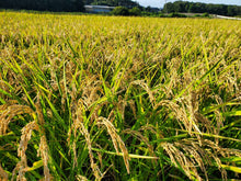 画像をギャラリービューアに読み込む, 粒すけのミートドリア|Le Café de Pomme(ル・カフェドゥポム)