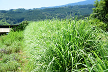 画像をギャラリービューアに読み込む, リラックス|箱根山麓ハーブTreize13(ハコネサンロクハーブトレーズ)