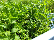 画像をギャラリービューアに読み込む, 華やか|箱根山麓ハーブTreize13(ハコネサンロクハーブトレーズ)