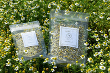 画像をギャラリービューアに読み込む, カモミール|箱根山麓ハーブTreize13(ハコネサンロクハーブトレーズ)