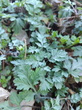 画像をギャラリービューアに読み込む, 免疫|箱根山麓ハーブTreize13(ハコネサンロクハーブトレーズ)