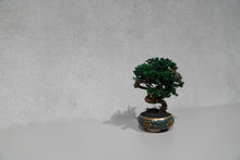 画像をギャラリービューアに読み込む, re盆栽75|TOUFU TOKYO(トウフトウキョウ)