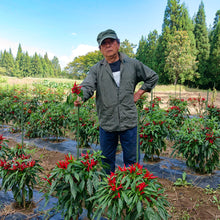 画像をギャラリービューアに読み込む, だし入り魚沼南蛮(唐辛子)|Hinoki(ヒノキ)