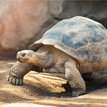 画像をギャラリービューアに読み込む, ガラパゴスゾウガメ|ソックス・靴下|Miita(ミータ)