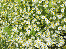 画像をギャラリービューアに読み込む, 華やか|箱根山麓ハーブTreize13(ハコネサンロクハーブトレーズ)