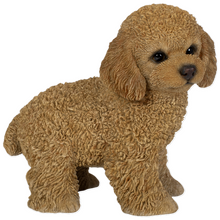 画像をギャラリービューアに読み込む, 右向きに立つトイプードル(アプリコット)|WooBia(ウービア)