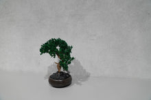 画像をギャラリービューアに読み込む, re盆栽77|TOUFU TOKYO(トウフトウキョウ)